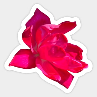 Pink Bloom Rose Sticker